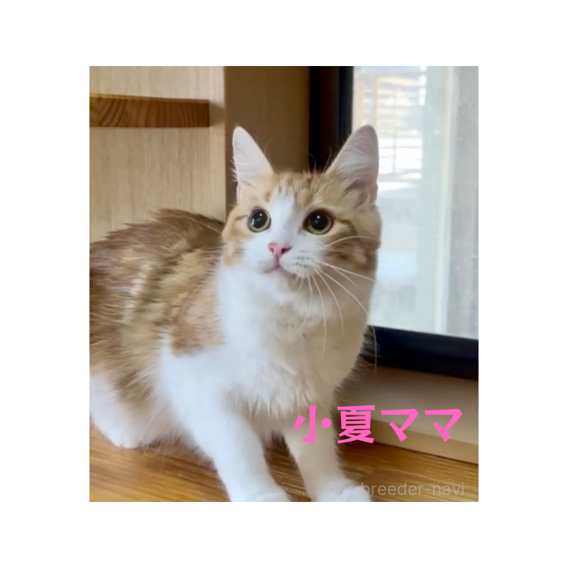 小夏ちゃん1枚目